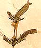 Ruellia strepens L., blomställning x4