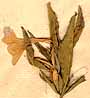 Ruellia strepens L., flower x7