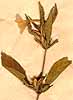 Ruellia strepens L., inflorescens x4