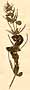 Ruellia tentaculata L., närbild, framsida x4