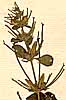 Ruellia tentaculata L., inflorescens x8