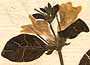 Ruellia tentaculata L., flowers x8