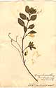 Ruellia tuberosa L., framsida