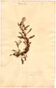 Rumex aegypticus L., front