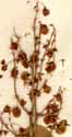 Rumex lunaria L., inflorescens x6
