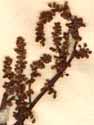 Rumex sanguineus L., inflorescens x8