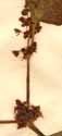 Rumex spinosus L., blomställning x8