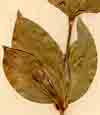 Ruscus hypophyllum L., närbild x5