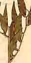 Ruscus racemosus L., närbild x8
