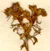 Ruta graveolens L. var. montana, blomställning x6