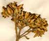 Ruta linifolia L., inflorescens x5