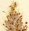Saccharum aegyptiacum L., närbild x4