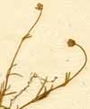 Sagina procumbens L., närbild x8