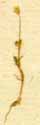 Sagina procumbens L., närbild x8
