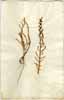 Salicornia fruticosa L., framsida