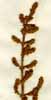 Salicornia fruticosa L., närbild x6