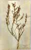 Salicornia herbacea L., framsida