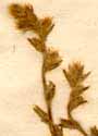 Salsola laniflora L. f., närbild x6
