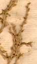 Salsola monandra Pall., närbild x8