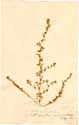 Salsola muricata L., framsida