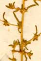 Salsola muricata L., inflorescens x6