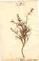 Salsola tragus L., framsida