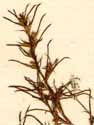 Salsola tragus L., inflorescens x6