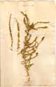 Salsola vermiculata L., framsida