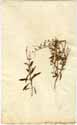Salvia aegyptiaca L., framsida
