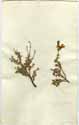 Salvia africana L., framsida