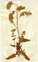Salvia canariensis L., framsida