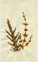 Salvia ceratophylla L., front