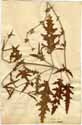 Salvia ceratophylloides L., framsida