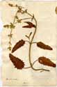 Salvia disermas L., framsida