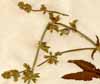 Salvia disermas L., närbild x2