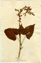 Salvia glutinosa L., framsida