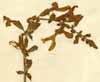 Salvia glutinosa L., närbild x2