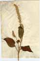 Salvia hispanica L., front