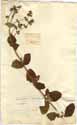 Salvia nubia L., front
