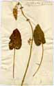 Salvia nutans L., framsida
