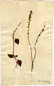 Salvia occidentalis Swartz, framsida