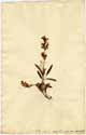 Salvia officinalis L., framsida
