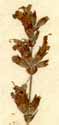 Salvia officinalis L., närbild x3