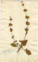 Salvia orientalis L., front
