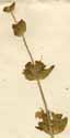 Salvia orientalis L., inflorescens x3