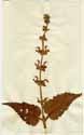 Salvia pratensis L., framsida