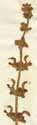 Salvia pratensis L., blomställning x2