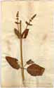 Salvia pratensis ssp. agrestis L., front