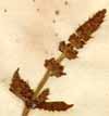 Salvia pratensis ssp. agrestis L., inflorescens x3