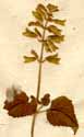 Salvia serotina L., blomställning x4